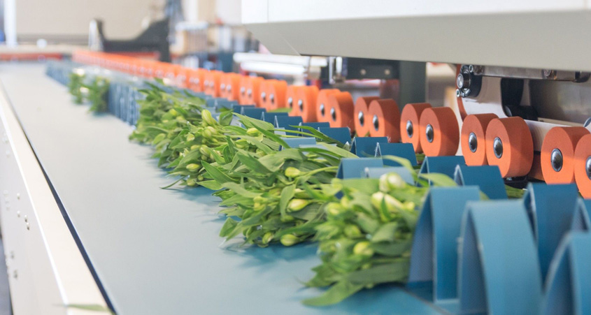 Línea de corte Drop & Chop Havatec 01