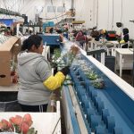 Línea de corte Drop & Chop Havatec 02