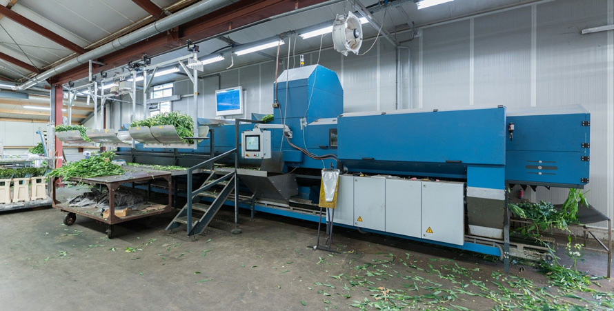 clasificadora de ramos Havatec FloraStar 01