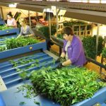 clasificadora de ramos Havatec FloraStar 02