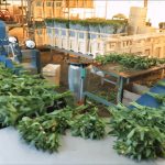 clasificadora de ramos Havatec FloraStar 03