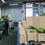 clasificadora de ramos Havatec FloraStar 04