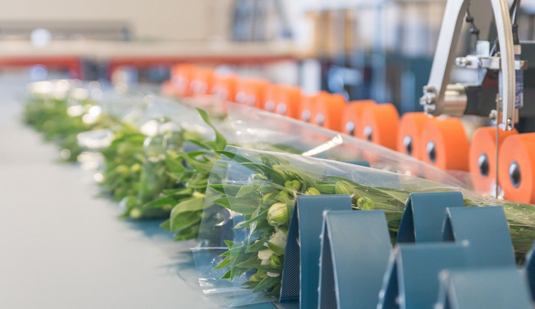 líneas de atado para flores Havatec 01