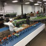 líneas de atado para flores Havatec 02