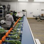 líneas de atado para flores Havatec 03