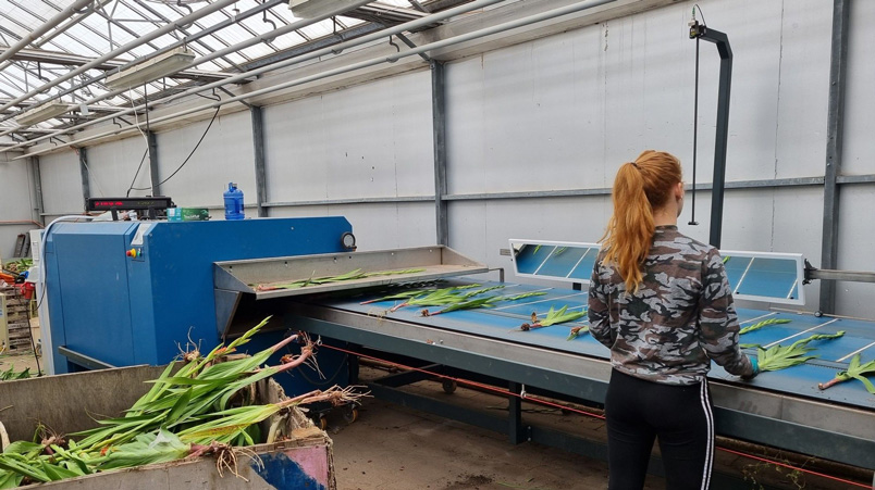 Máquina de ramos QBW Havatec 01