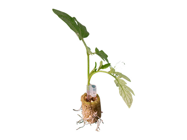 Clip de injerto standard en tallo de planta