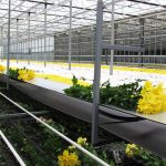 Cosechadora de crisantemos Bercomex S5 02