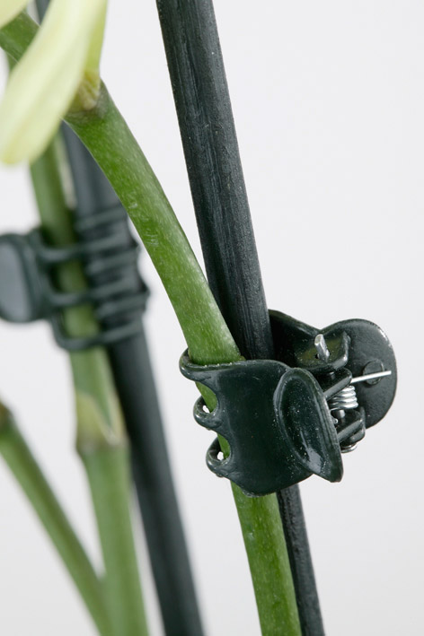 orchid-clamp