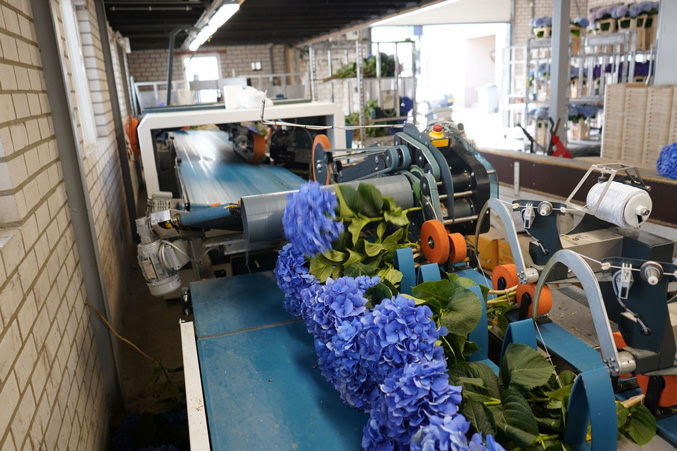 Máquina de ramos de hortensia QB Havatec 01
