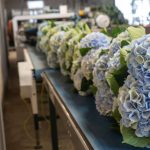 Máquina de ramos de hortensia QB Havatec 05