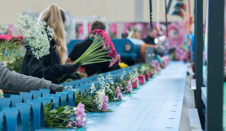 Linea Bouquet Havatec 01